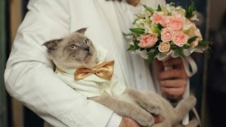 Гидра и кракен